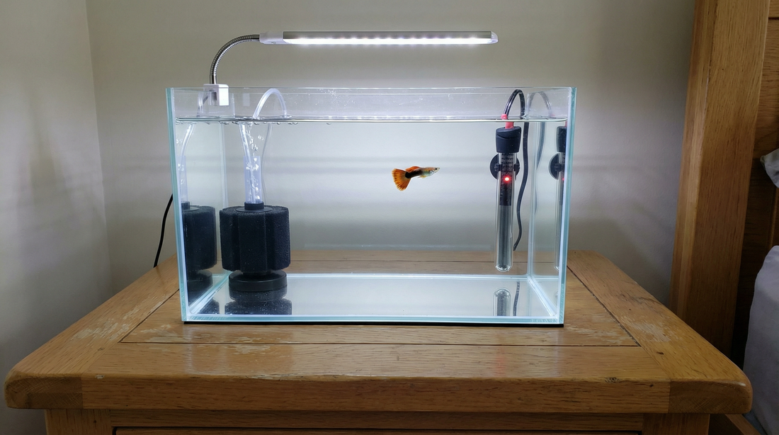How to Set Up a Quarantine Tank for New Fish
